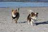 Ostseeurlaub mit Hund - Wassergrundstück Piratennest Darß