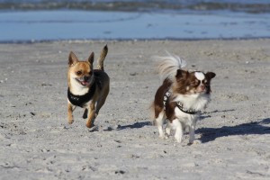 Bild: Darssurlaub - Wassergrundstück mit Hund - eingezäunter Terrasse, Angeln