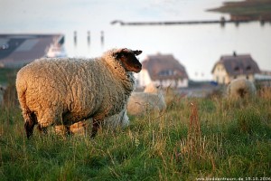 Bild: 2 Doppelhaushälften unter Reet für bis zu 12 Personen